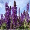 #1 Salvia X Sylvestris May Night/ Purple Meadow Sage -Garden Plant Store 1 salvia x sylvestris may night purple meadow sage