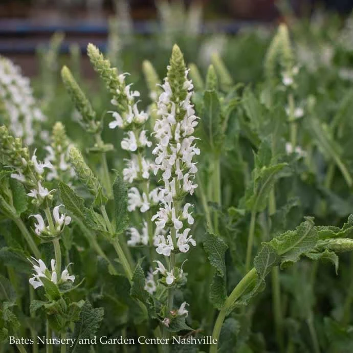 #1 Salvia X Sylvestris Snow Hill/White Meadow Sage 3 #1 Salvia X Sylvestris Snow Hill/White Meadow Sage