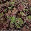 #1 Sedum Spurium Bronze Carpet/ Stonecrop