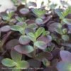 #1 Sedum X SunSparkler 'Firecracker'/ Stonecrop -Garden Plant Store 1 sedum x sunsparkler firecracker stonecrop