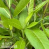 #1 Silphium Integrifolium/ Prairie Rosinweed Native (TN) -Garden Plant Store 1 silphium integrifolium prairie rosinweed native