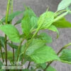 #1 Solidago Flexicaulis NGN/ Zigzag Goldenrod Native (TN) -Garden Plant Store 1 solidago flexicaulis ngn zigzag goldenrod native
