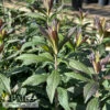#1 Solidago Rugosa Fireworks/ Goldenrod Native (TN) -Garden Plant Store 1 solidago rugosa fireworks goldenrod native tn