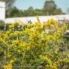 #1 Solidago Shortii Solar Cascade/ Goldenrod Native (R) -Garden Plant Store 1 solidago shortii solar cascade goldenrod native