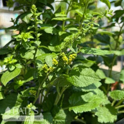 #1 Solidago Sphacelata AB Golden Fleece/ Goldenrod Native (TN)