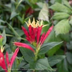 #1 Spigelia Mar AB Little Redhead/ Indian Pink Native (TN) -Garden Plant Store 1 spigelia mar ab little redhead indian pink nativ 1