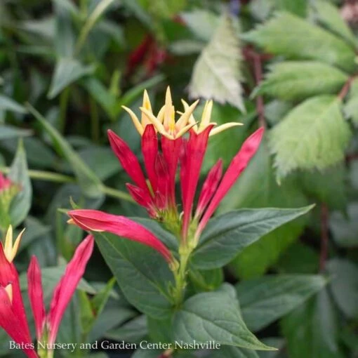 #1 Spigelia Mar AB Little Redhead/ Indian Pink Native (TN) - Image 2