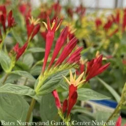 #1 Spigelia Mar AB Little Redhead/ Indian Pink Native (TN) -Garden Plant Store 1 spigelia mar ab little redhead indian pink nativ 2