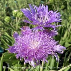 #1 Stokesia Laevis Peachie's Pick/ Stokes' Aster Native (R) -Garden Plant Store 1 stokesia laevis peachies pick stokes aster nativ 1