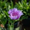 #1 Stokesia Laevis Peachie's Pick/ Stokes' Aster Native (R) -Garden Plant Store 1 stokesia laevis peachies pick stokes aster nativ
