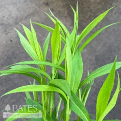 #1 Symphyotrichum Oolentangiense/ Skyblue Aster Native (TN)