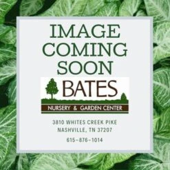 #1 Tiarella Cord AB Running Tapestry/ Foam Flower Native (TN)