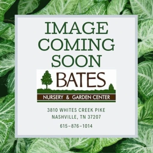 #1 Tiarella Cord AB Running Tapestry/ Foam Flower Native (TN)