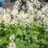 #1 Tiarella Cord Brandywine AB/ Foam Flower Native (TN) -Garden Plant Store 1 tiarella cord brandywine ab foam flower native t