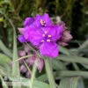 #1 Tradescantiaandersoniana Brainstorm/ Spiderwort -Garden Plant Store 1 tradescantia andersoniana brainstorm spiderwort