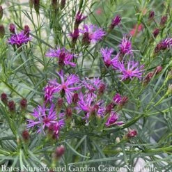 #1 Vernonia Lettermanii AB Iron Butterfly/ Ironweed Native (R) -Garden Plant Store 1 vernonia lettermanii ab iron butterfly ironweed 2