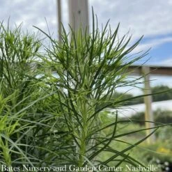 #1 Vernonia Lettermanii AB Iron Butterfly/ Ironweed Native (R)