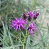 #1 Vernonia Lettermanii X Arkansas Summer Surrender/ Ironweed Native (R) -Garden Plant Store 1 vernonia lettermanii x arkansas summer surrender