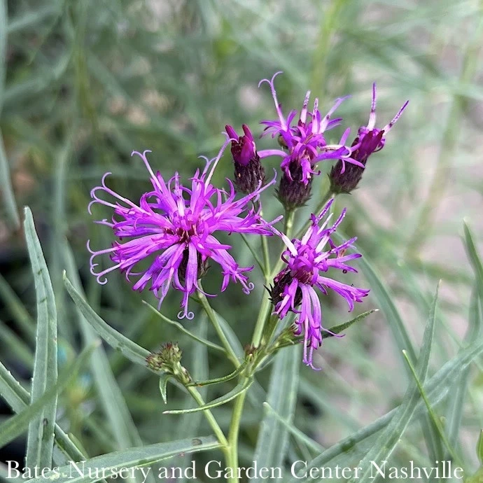 #1 Vernonia Lettermanii X Arkansas Summer Surrender/ Ironweed Native (R) 3 #1 Vernonia Lettermanii X Arkansas Summer Surrender/ Ironweed Native (R)