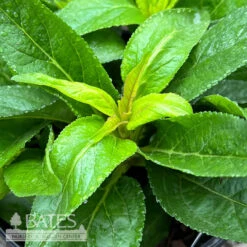 #1 Veronica Purpleicious/ Speedwell