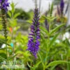 #1 Veronica Very Van Gogh/ Speedwell -Garden Plant Store 1 veronica very van gogh speedwell