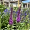 #1 Veronica X PW Magic Show 'Purple Illusion'/ Speedwell -Garden Plant Store 1 veronica x pw magic show purple illusion speedwe