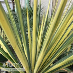 #1 Yucca Fil Color Guard/ Variegated Yellow Native (TN) -Garden Plant Store 1 yucca fil color guard variegated yellow native t 2