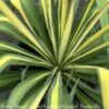 #1 Yucca Fil Golden Sword/ Variegated Native (TN) -Garden Plant Store 1 yucca fil golden sword variegated native tn