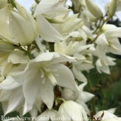 #1 Yucca Recurvifolia Pendula/ Soft Leaf Native (R)