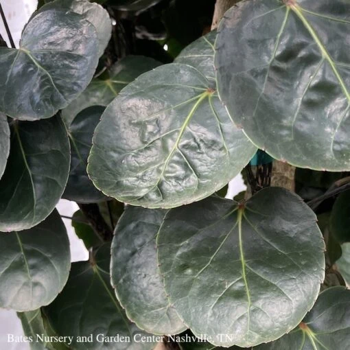 10p! Aralia Fabian Cane / Polyscias Scu /Tropical - Image 2