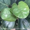 10p! Aralia Fabian Cane / Polyscias Scu /Tropical -Garden Plant Store 10p aralia fabian cane polyscias scu tropical