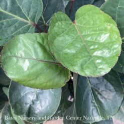 10p! Aralia Fabian Cane / Polyscias Scu /Tropical