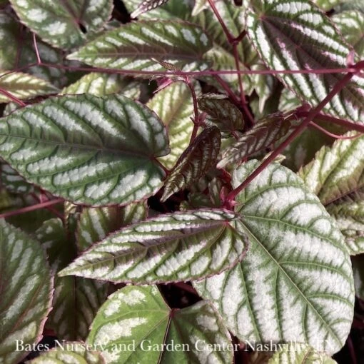 10p! Cissus Discolor TRELLIS/Rex Begonia Vine /Tapestry Vine /Tropical - Image 2