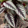 10p! Cissus Discolor TRELLIS/Rex Begonia Vine /Tapestry Vine /Tropical -Garden Plant Store 10p cissus discolor trellis rex begonia vine tapes