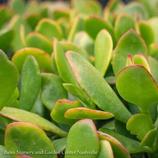 10p! Crassula / Jade Plant Premium XL /Tropical - Image 2