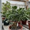 10p! Crassula / Jade Plant Premium XL /Tropical 2 10p! Crassula / Jade Plant Premium XL /Tropical -Garden Plant Store 10p crassula jade plant premium xl tropical