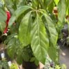10p! Schefflera Amate / Umbrella Plant /Tropical -Garden Plant Store 10p schefflera amate umbrella plant tropical
