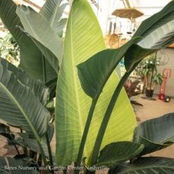 10p! Strelitzia / White Bird Of Paradise /Tropical