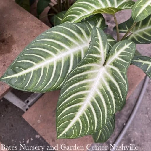 10p! Xanthosoma Lindenii Magnificum Aka Caladium Lindenii /Tropical - Image 2