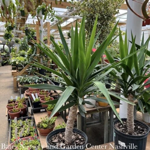 10p! Yucca Cane 1ppp /Tropical - Image 2