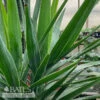 10p! Yucca Cane 1ppp /Tropical -Garden Plant Store 10p yucca cane 1ppp tropical