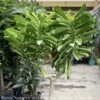 14p! Euphorbia Drupifera/ Cactus /Tropical -Garden Plant Store 14p euphorbia drupifera cactus tropical