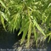 #2 Bamboo Fargesia Rufa Sunset Glow/ Clumping -Garden Plant Store 2 bamboo fargesia rufa sunset glow clumping