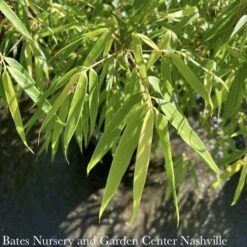 #2 Bamboo Fargesia Rufa Sunset Glow/ Clumping
