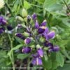 #2 Baptisia X PW Decadence 'Blueberry Sundae'/ False Indigo -Garden Plant Store 2 baptisia x pw decadence blueberry sundae false i