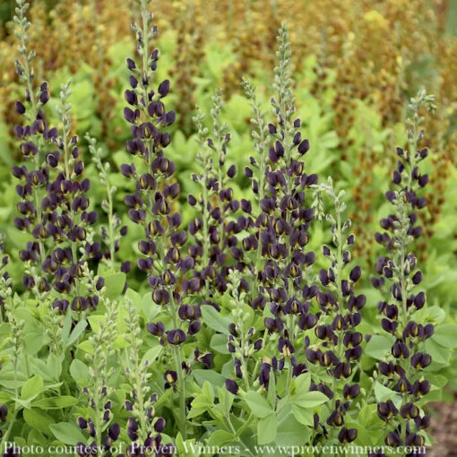 #2 Baptisia X PW Decadence 'Dark Chocolate'/ False Indigo - Image 2
