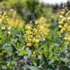 #2 Baptisia X PW Decadence 'Lemon Meringue'/ False Indigo -Garden Plant Store 2 baptisia x pw decadence lemon meringue false ind