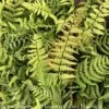 #2 Dryopteris Wallichiana Jurassic Gold/ Wood Fern -Garden Plant Store 2 dryopteris wallichiana jurassic gold wood fern
