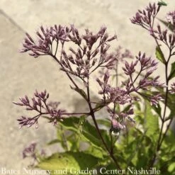 #2 Eupatorium Mac Gateway/ Joe Pye Weed Native (TN) -Garden Plant Store 2 eupatorium mac gateway joe pye weed native tn 1