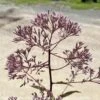 #2 Eupatorium Mac Gateway/ Joe Pye Weed Native (TN) -Garden Plant Store 2 eupatorium mac gateway joe pye weed native tn